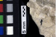 Foto (Detailansicht) von Galatheoidea indet. (NHMW-GEO-1990-0041-0182)